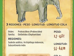 elefante asiatico