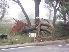 Lea del arbol caido-J.Ch.Q.-1501.10