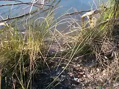 Aguas contaminadas al Balneario.jpg (18)