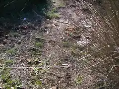 Aguas contaminadas al Balneario.jpg (9)