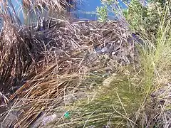 Aguas contaminadas al Balneario.jpg (15)