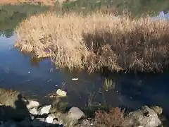 Aguas contaminadas al Balneario.jpg (50)