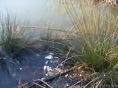 Aguas contaminadas al Balneario.jpg (13)