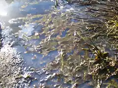 Aguas contaminadas al Balneario.jpg (55)