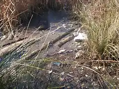 Aguas contaminadas al Balneario.jpg (19)