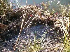 Aguas contaminadas al Balneario.jpg (16)