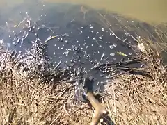 Aguas contaminadas al Balneario.jpg (31)