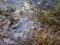 Aguas contaminadas al Balneario.jpg (56)