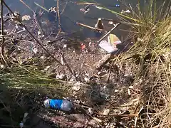 Aguas contaminadas al Balneario.jpg (17)