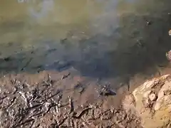 Aguas contaminadas al Balneario.jpg (26)