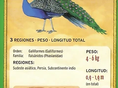 pavo real