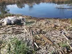 Aguas contaminadas al Balneario.jpg (4)