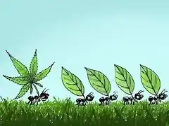 stoned-ant-cartoon
