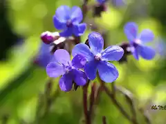 22, flores azules1, marca