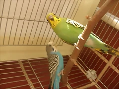 3 pollo 28-9-10