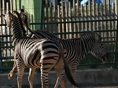 Zoo de Barcelona 27-03-11 961 Zoo de Barcelona 27-03-11 961