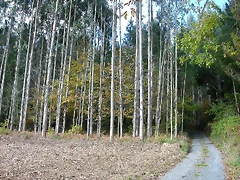 DSCN6401 DSCN6401