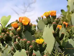 05, chumbos en flor 2, marca