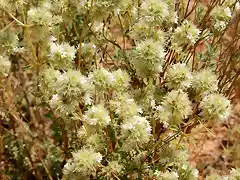 Thymus mastichina