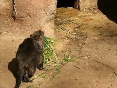 Zoo de Barcelona 01-03-11 094 Zoo de Barcelona 01-03-11 094