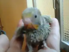 quinto pollito 2