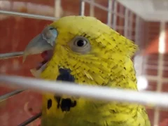 Pablo lengua