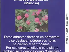 FLORES004