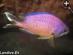 Chromis%20limbata%20p