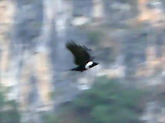 Corvus torquatus 1