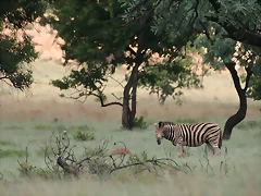 Kgaswane Nature Reserve 14-02-09 172 Kgaswane Nature Reserve 14-02-09 172