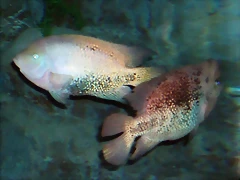 Vieja melanura Vieja melanura