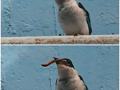 alció alció