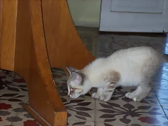 Princessa la cazadora