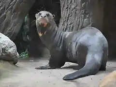 NUTRIA GIGANTE DEL AMAZONAS