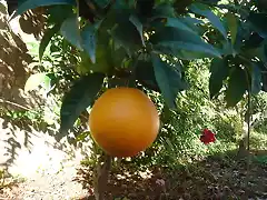 La primera y nica naranja de este rbol
