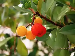 20, cerca de la sierra, marca