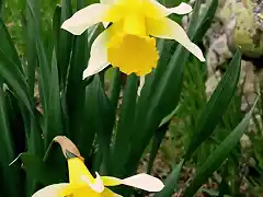 narcisos