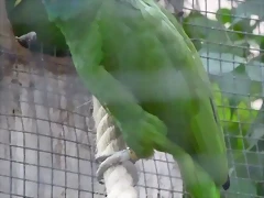 Amazona rhodocorytha Amazona rhodocorytha