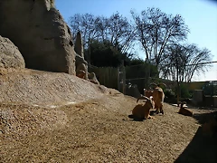 Zoo de Barcelona 27-02-11 166 Zoo de Barcelona 27-02-11 166