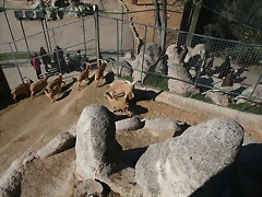 Zoo de Barcelona 27-02-11 201 Zoo de Barcelona 27-02-11 201