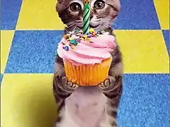 birthday-cat