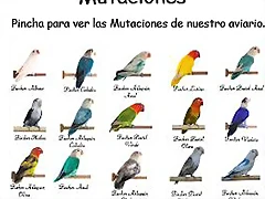 poster utaciones pornis 1