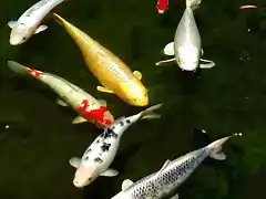 peces