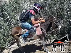 el burro