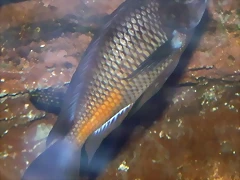Tropheus moorii (12-10-09 Acuario Fluvial de Zaragoza) Tropheus moorii (12-10-09 Acuario Fluvial de Zaragoza)