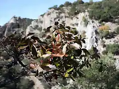 hojas de cornicabra