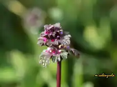 11, florecillas2, marca