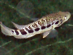 Parachromis managuensis Parachromis managuensis