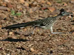 Roadrunner-running