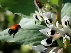 11, abejas y flores de habas, marca